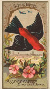 Wings Spread Prints: Scarlet Tanager, from the Birds of America series (N4) for Allen &amp