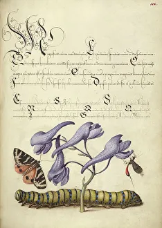 Larkspur Prints: Scarlet Tiger-Moth, Larkspur, Insect
