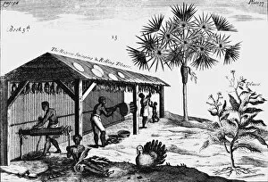 Plantation Worker Gallery: Scene on an American tobacco plantation, 1725