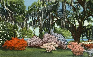 Curt Teich And Prints: Scene in Belle Isle Gardens, near Georgetown, S. C. 1942. Creator: Unknown