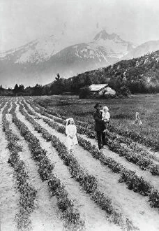 Distance Collection: Scene on farm in southeastern Alaska, where small fruits and vegetables