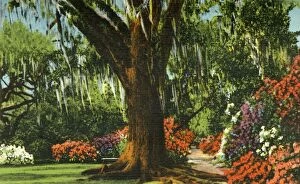 Ct Art Collection: Scene in Magnolia Gardens, near Charleston, S. C. 1942. Creator: Unknown