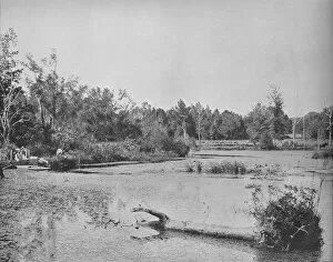 Ecology Gallery: Scene in Mississippi, c1897. Creator: Unknown