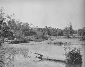 Ecology Gallery: Scene in Mississippi, c1897. Creator: Unknown