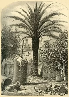 Back Yard Gallery: Scene in St. Augustine - The Date Palm, 1872. Creator: John J. Harley