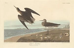 Wading Bird Gallery: Schinzs Sandpiper, 1835. Creator: Robert Havell