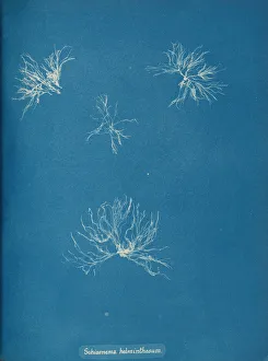 Earliest Prints: Schizonema helminthosum, ca. 1853. Creator: Anna Atkins