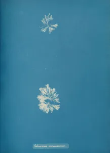 Earliest Prints: Schizonema ramosissimium, ca. 1853. Creator: Anna Atkins