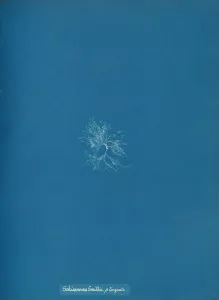 Earliest Prints: Schizonema Smithii, B torqata, ca. 1853. Creator: Anna Atkins