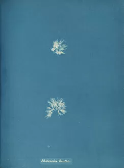 Blueprint Gallery: Schizonema Smithii, ca. 1853. Creator: Anna Atkins