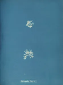 Anna Prints: Schizonema Smithii, ca. 1853. Creator: Anna Atkins