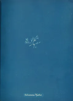 Earliest Prints: Schizonema Wyattiae, ca. 1853. Creator: Anna Atkins
