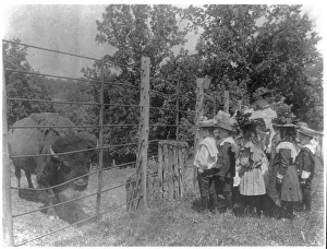 Field Trip Prints: School children looking at bison at zoo