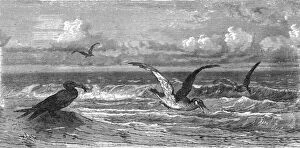 Wave Collection: Scissor-Bills in pursuit of Prey; A Flying Visit to Florida, 1875. Creator: Thomas Mayne Reid