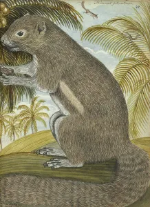 Java Indonesia Prints: Sciurus plantani (Plantain squirrel), 1784. Creator: Jan Brandes