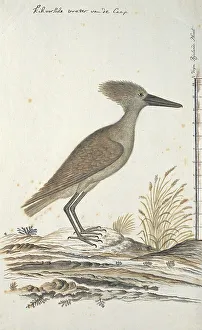 Crested Prints: Scopus umbreitta (Hamerkop), 1777-1786. Creator: Robert Jacob Gordon