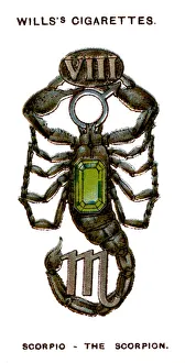Scorpion Gallery: Scorpio, The Scorpion, 1923
