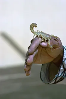 Scorpion Gallery: Scorpion