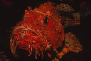 Poisonous Prints: Scorpion Fish, (Peixe Carneiro), 20th century. Artist: CM Dixon