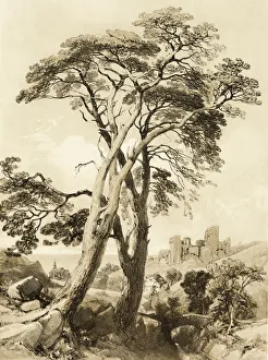 Jd Harding Prints: Scotch Fir, from The Park and the Forest, 1841. Creator: James Duffield Harding