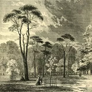 Ominous Collection: The Scotch Firs, Kensington Gardens, c1876. Creator: Unknown