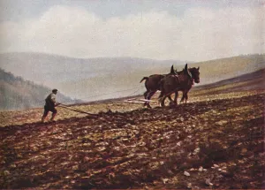 Shire Horse Gallery: Scotland, c1930s