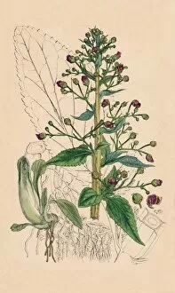 Herbal Medicine Gallery: Scrophularia Ehrharti. Ehrharts Water-Betony, 19th Century