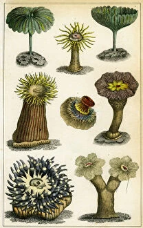 Images Dated 19th February 2007: Sea anemones, c19th century. Artist: A Fullarton & Co