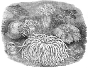Aquarium Prints: Sea Anemones in the Gardens of the Zoological Society