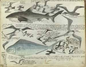 Laridae Prints: Sea birds and sea fish, 1778-1779. Creator: Jan Brandes