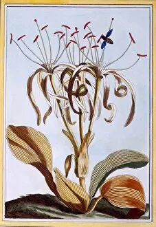 Sea Daffodil, pub. 1776. Creator: Pierre Joseph Buchoz (1731-1807)