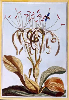 Pierre Joseph Buchoz 1731 1807 Prints: Sea Daffodil, pub. 1776. Creator: Pierre Joseph Buchoz (1731-1807)