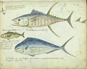Sealife Prints: Sea fishing, 1778-1779. Creator: Jan Brandes