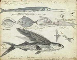 Sealife Prints: Sea fishing, 1778. Creator: Jan Brandes