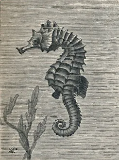 Seahorse Prints: The Sea-Horse, Undisguised, Sedately Swimming, c1900, (1910). Artist: Fred Enock