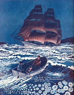 A Sea Illuminated By Living Nightlights, 1935