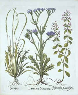 German School 17th Century Prints: Sea Lavender, Swine Cress, Calamint