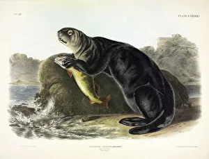 Salmon Prints: Sea Otter, Enhydra Marina, 1845