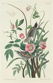 Sea-side Finch, 1830. Creator: Robert Havell