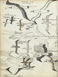 Laridae Prints: Seabirds, 1778-1779. Creator: Jan Brandes