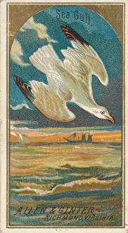 Metropolitan Prints: Seagull, from the Birds of America series (N4) for Allen & Ginter Cigarettes Brands