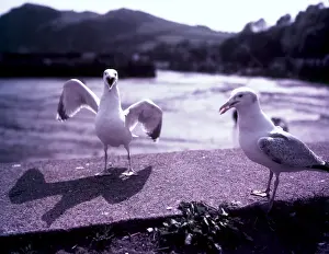 Laridae Prints: Seagulls, Ilfracombe, Devon, c1955. Creator: Arthur Charles Kirby Ware
