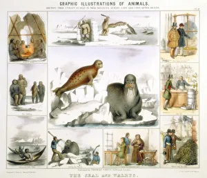 Sealskin Prints: The Seal and the Walrus, c1850. Artist: Benjamin Waterhouse Hawkins
