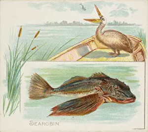 Aquatic Gallery: Searobin, from Fish from American Waters series (N39) for Allen & Ginter Cigarettes