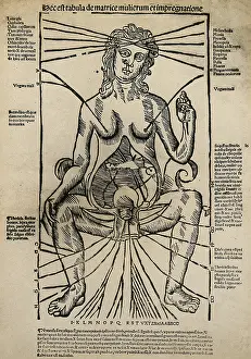 Pregnancy Prints: A seated female figure with a dissected abdomen, c1525-1530 (woodcut). Creator: Unknown