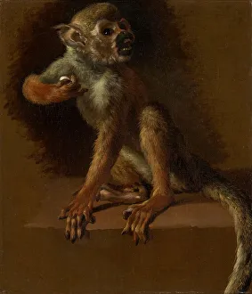 Jan Weenix Prints: A Seated Monkey, before 1685. Creator: Jan Weenix