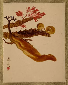 Lacquer On Paper Gallery: Seaweed. Creator: Shibata Zeshin