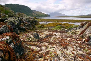Seaweed near Eilean Donan Castle, Highland, Scotland