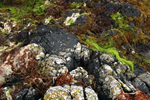Seaweed Prints: Seaweed near Eilean Donan Castle, Highland, Scotland