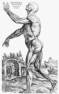 The second plate of the muscles, from Book II of De humani corporis fabrica, 1543. Artist: Andreas Vesalius